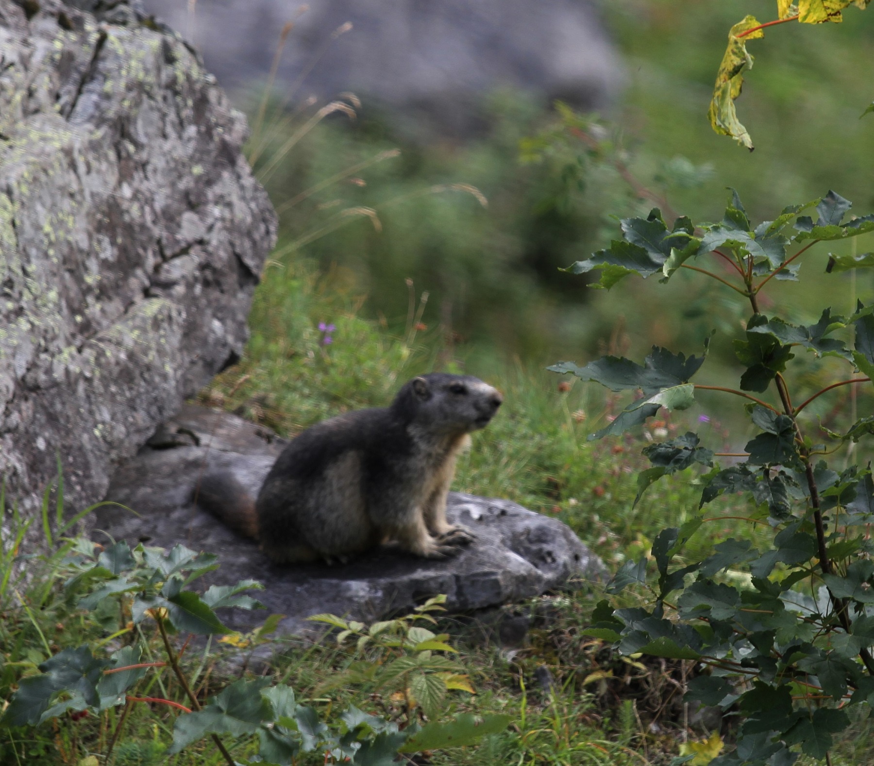Marmotte