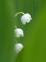 Muguet