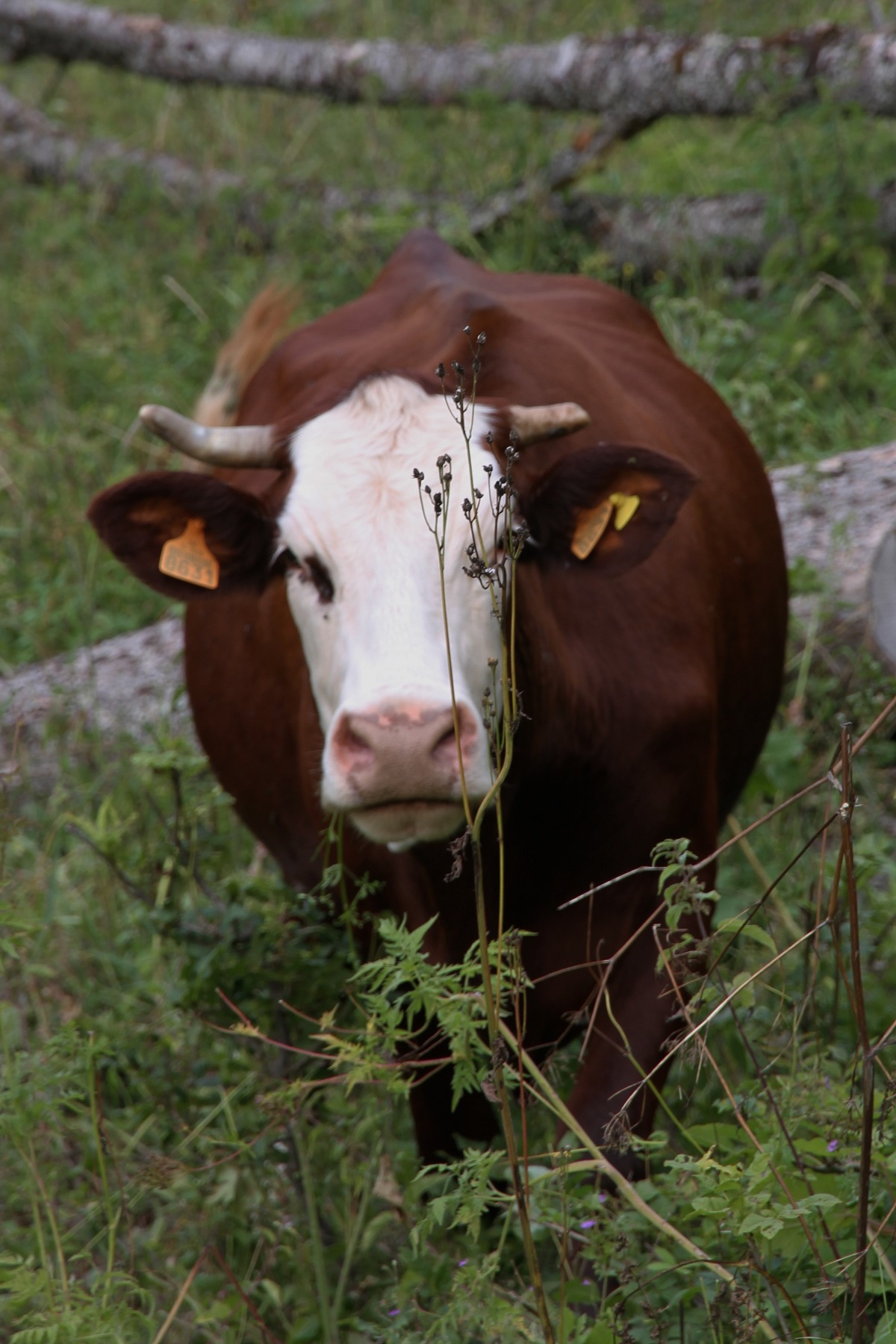 Vache 2